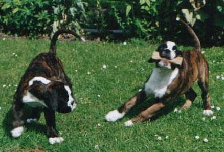 Leistungszuchtnachwuchs