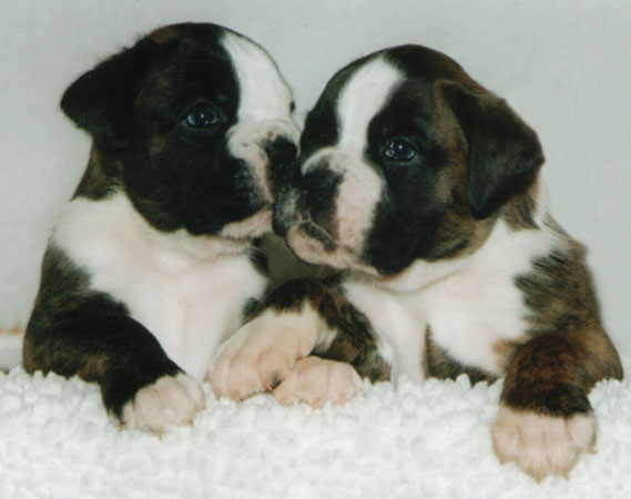 O'Neal und O'Ratio vom Felix