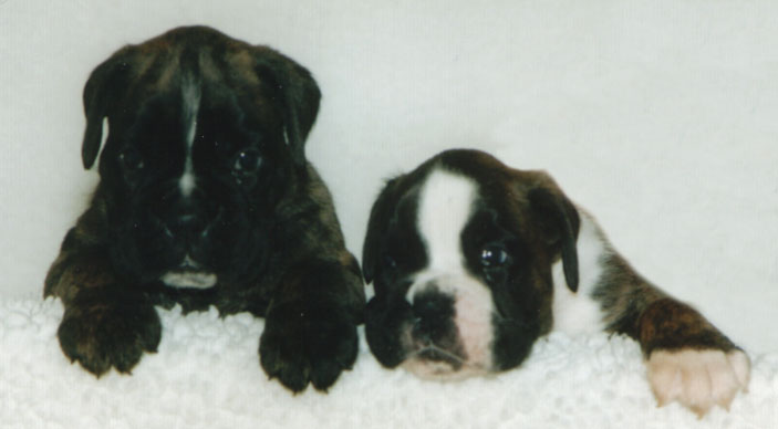 O'Rex und O'Ratio vom Felix