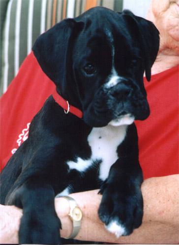 Qalinka von Felix 12 Wochen alt