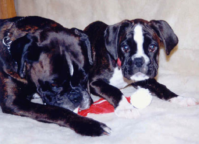 Rapsodie und ihre Mutter Chanel von Felix 