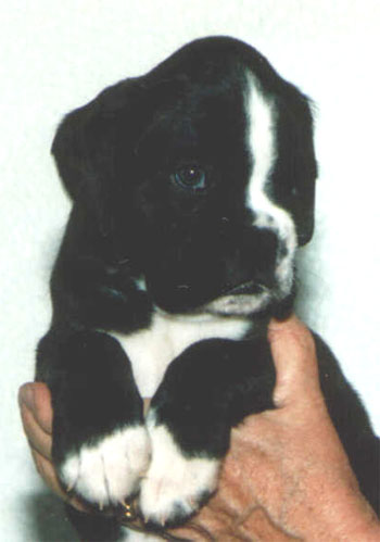 Ritter-Leopold von Felix