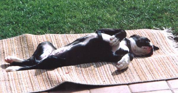 Smilie von Felix, 15 Wochen alt nach einem "harten Arbeitstag"