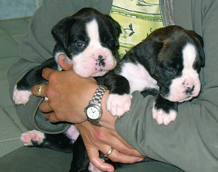 Simon und Simona von Felix