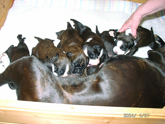 Henrike und der S-Wurf - 19 Tage alt