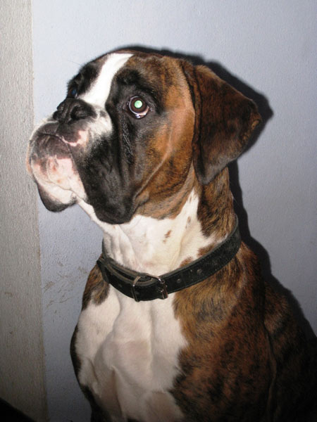 Wenzel von Felix, 8 Monate alt