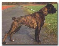 mehr �ber Chanel v. Felix ...