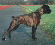 Chanel v. Felix vergr��ern - klicken Sie hier ...