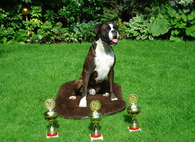 Voltaire von Felix, VPG 2